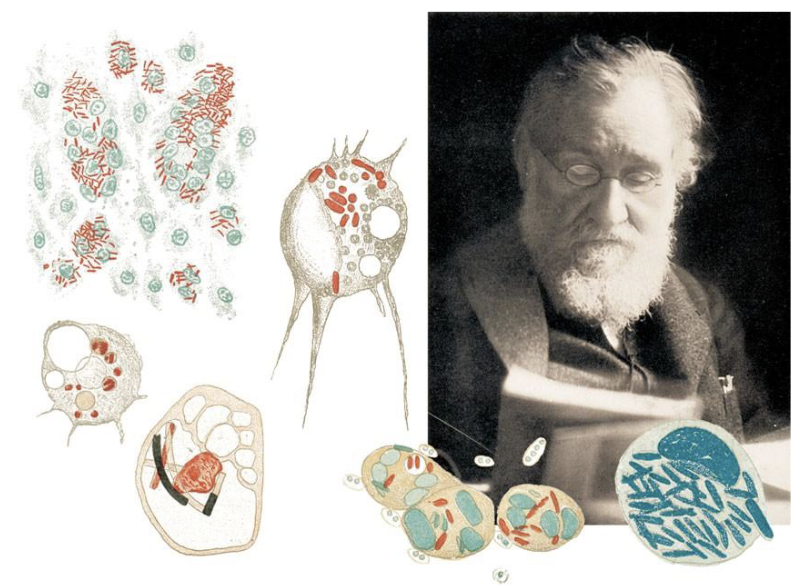 <ul><li><p>Used microscopes to study starfish cells</p></li><li><p>Found cells eating foreign material → called them “phagocytes” (later macrophages = big eaters)</p></li><li><p>Proposed immunity is: Innate (pre-programmed and simple) + Cellular (cell-based protection)</p></li><li><p>He was also correct</p></li></ul><p></p>