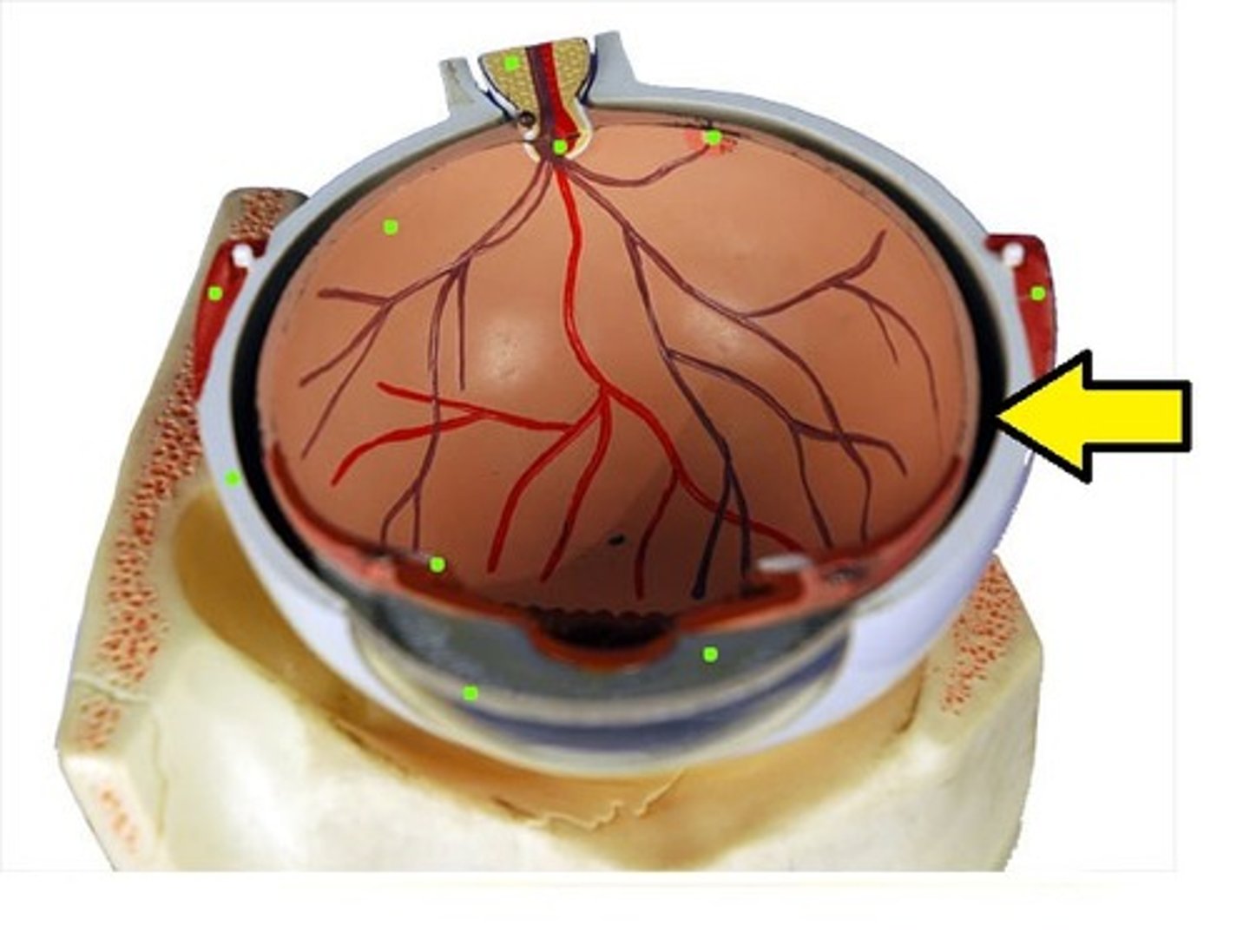 <p>middle, vascular (blood vessels) layer of the eye, between the retina and the sclera</p>