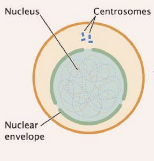 <p>regulated decision point</p>