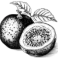 <ul><li><p>a round yellow or purple fruit</p></li><li><p>has many seeds that are surrounded by a gelatinous and tasty pulp</p></li></ul><p></p>