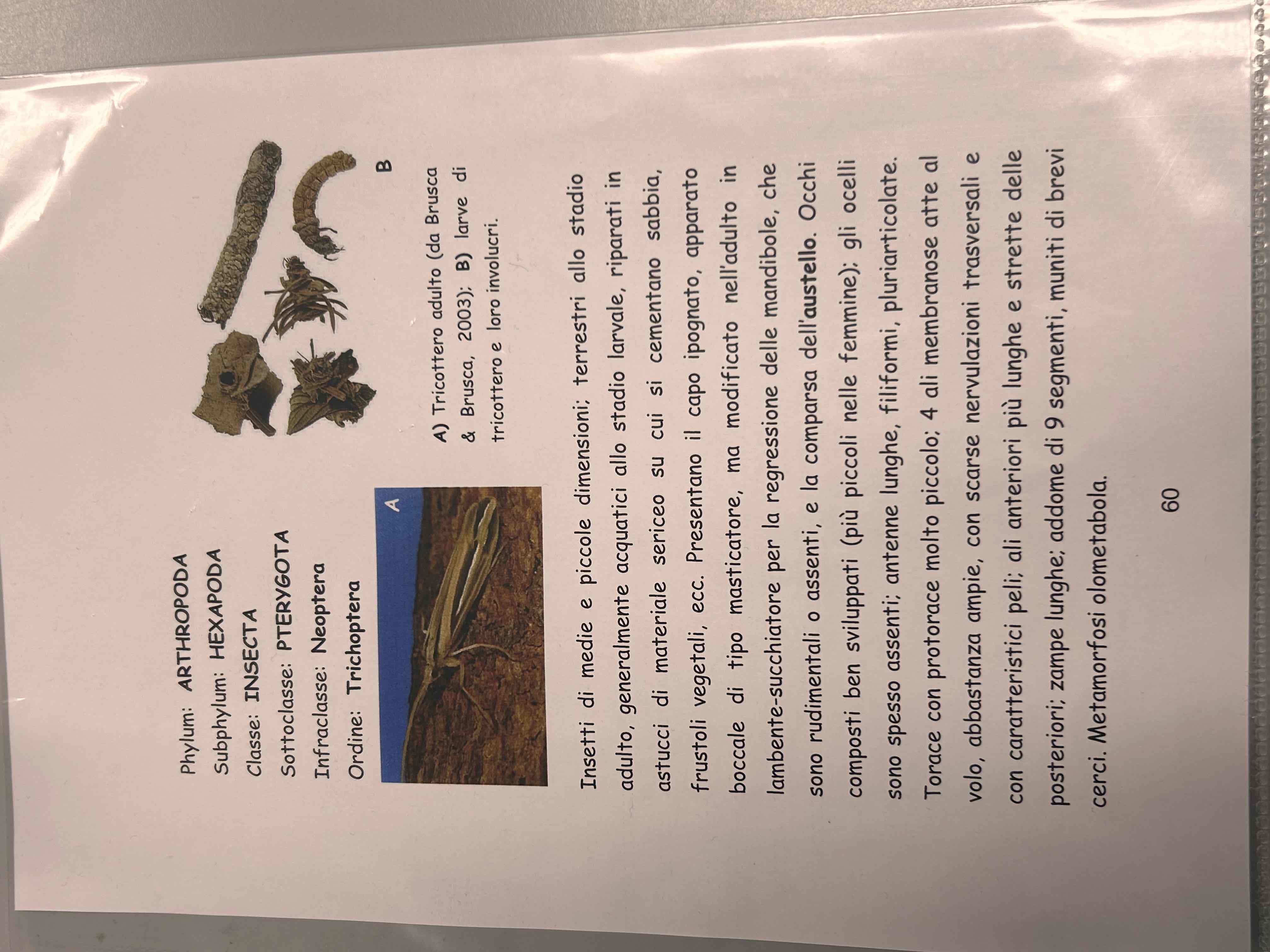 <p>Artropodi</p><p>Esapodi</p><p>Pterygota</p><p>Neotteri</p><p>Olometaboli</p><p>Tricoptera</p>