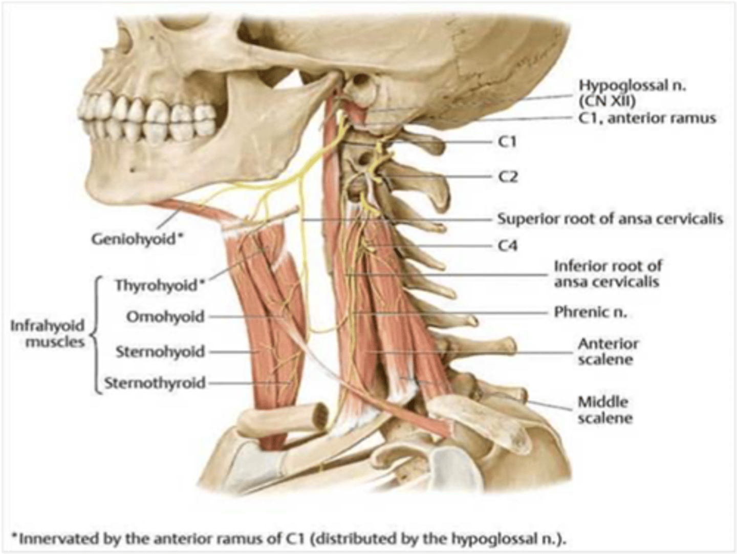 <p>Ansa cervicalis</p>