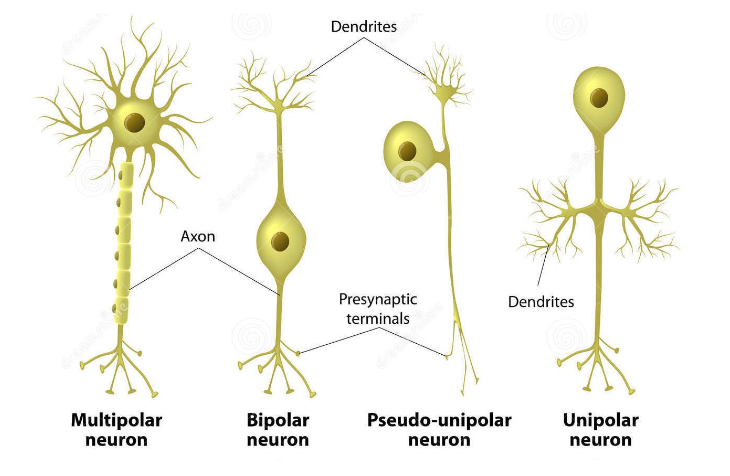 <ul><li><p><strong><mark data-color="purple" style="background-color: purple; color: inherit;">Number of neurites.</mark></strong></p></li></ul><p></p>