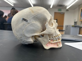 <p>What is the name of the species?</p>