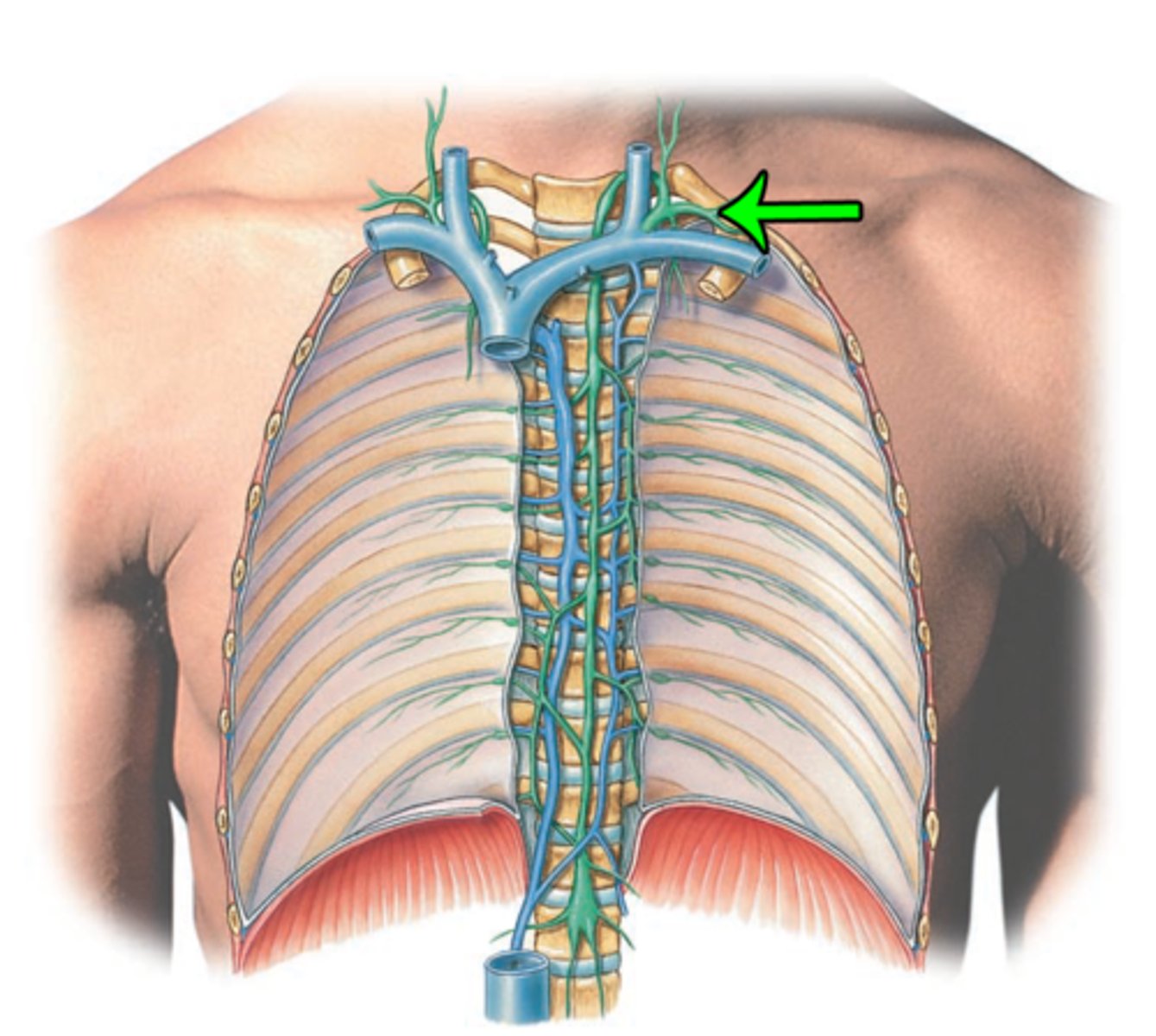 <p>-drains lymph from left arm</p><p>-delivers lymph to thoracic duct</p>