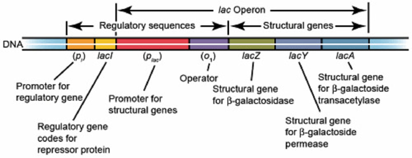 <p>site for binding of regulatory proteins; influences the rate of transcription -- determines what and when genes are expressed</p>