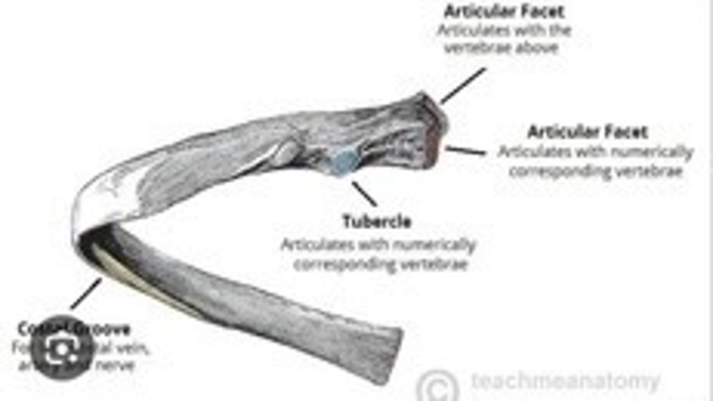 <p>Surfaces on vertebrae for rib attachment.</p>