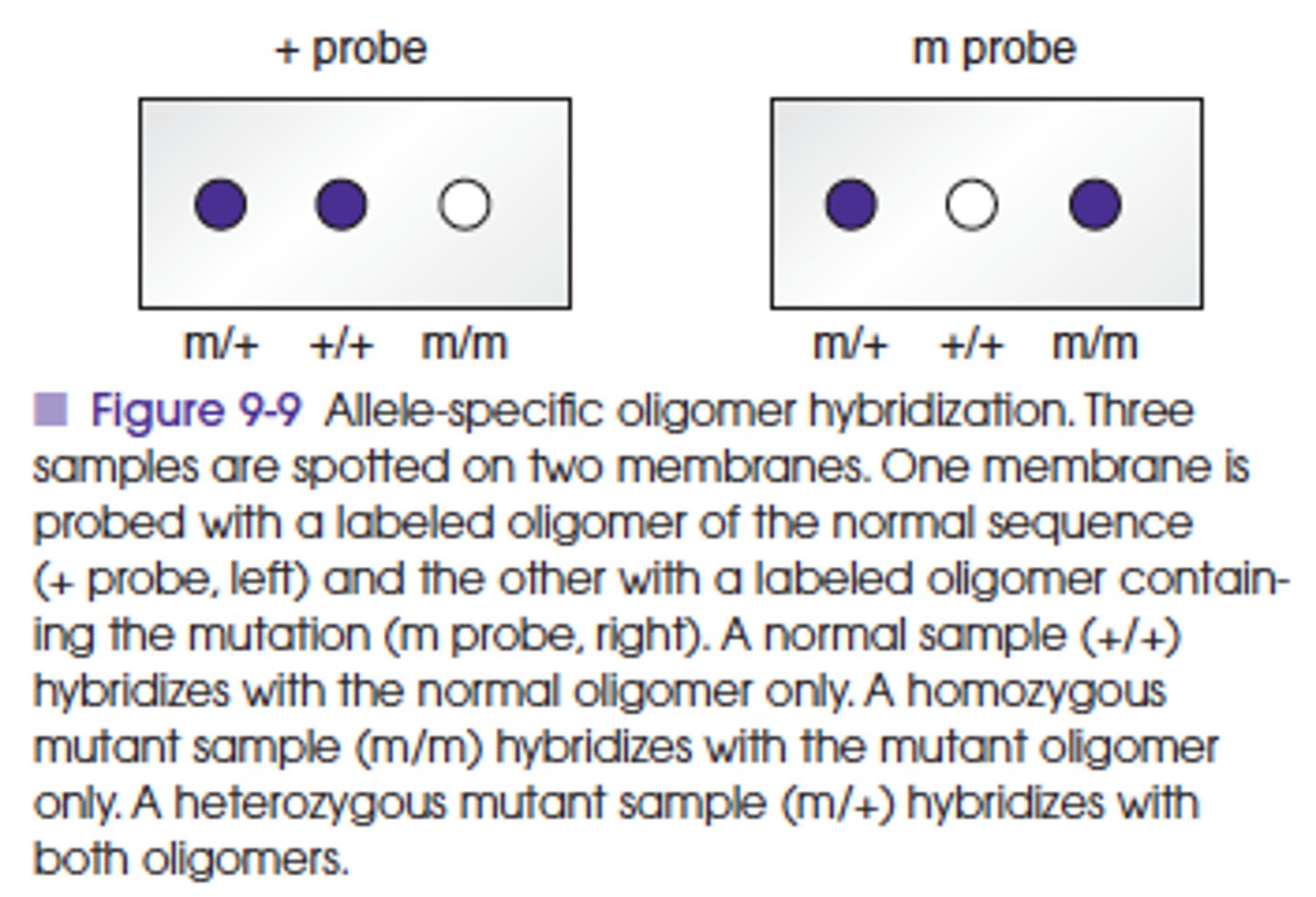 <p>Utilizes the differences in melting temperatures of short sequences of about 20 bases with one or two mismatches and those with no mismatches.<br>Synthetic single-stranded probes with the normal or mutant target DNA sequence are used for this assay.<br>At specific annealing temperatures and conditions (stringency), a probe will not bind to a near complementary target sequence with one or two mismatched bases, whereas a probe with a perfect complementary sequence will bind. <br>ASO is a dot blot method, similar to the Southern blot method that uses an immobilized target and a labeled probe in a solution. <br>This method has been used in clinical testing for detection of specific mutations and polymorphisms and for typing of organisms.</p>