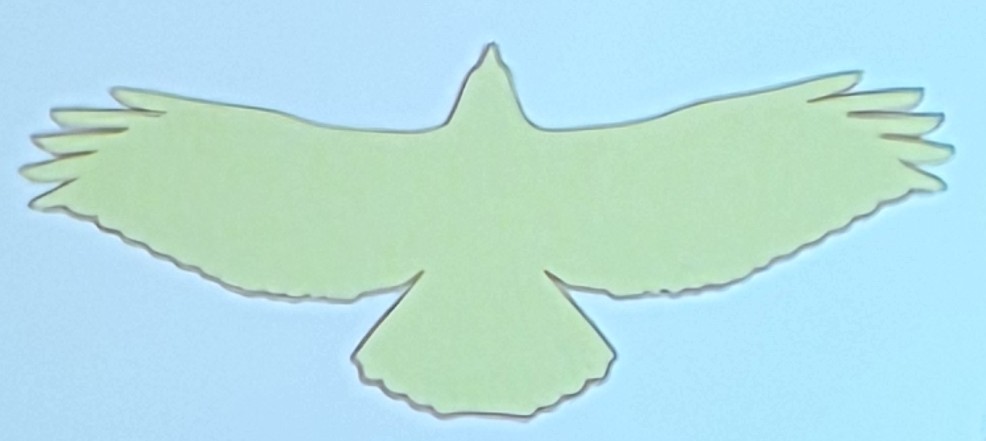 <p>What kind of wing is this?</p>