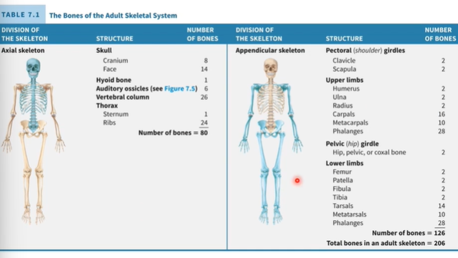 <p>Axial Skeleton- skull, hyoid bone, auditory ossicles, vertebral columns, thorax. total bones =80</p><p>7</p><p>Appendicular Skeleton-  pectoral, upper limbs, pelvic, lower limbs= 126</p>