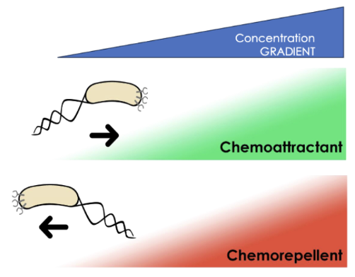 <ul><li><p><span>bacteria sense environmental signal concentration gradients and respond. Such as motility towards nutrients</span></p></li><li><p><span>the process in which bacteria can sense chemical gradients in their environment and adjust their movement toward beneficial substances or away from harmful ones. This is a rapid individual response that does not require new gene expression. Chemotaxis provides a responsive and motile lifestyle of bacteria</span></p></li></ul><p></p>