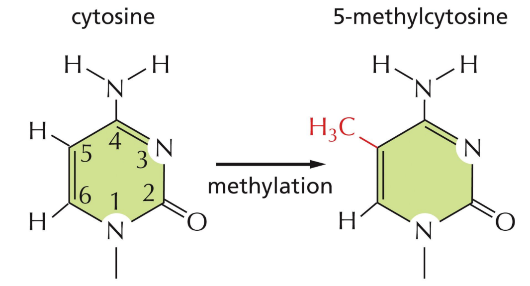 <p>What does DNA methylation do </p>