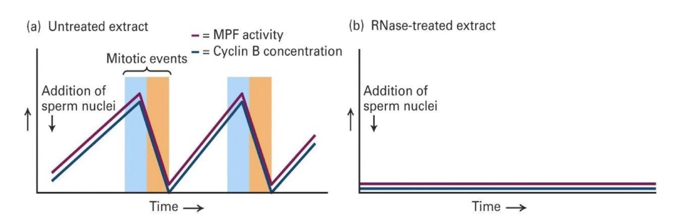 <ul><li><p>No mRNA (but tRNA and sRNA for protein synthesis intact) → No new Cyclin B made → No MPF activity</p></li><li><p><strong>Conclusion:</strong> Cyclin B is <strong>necessary</strong> for MPF activation and mitosis</p></li></ul><p></p>