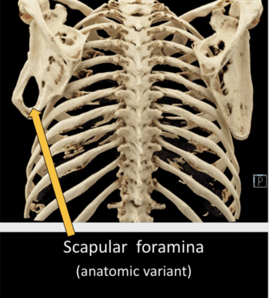 <p>scapular foramina</p>