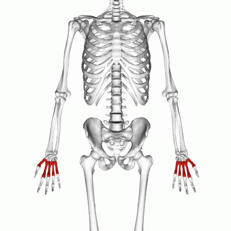 <p>Key Features: Bones of the palm</p><p>Memory Trick: middle of the hand</p>