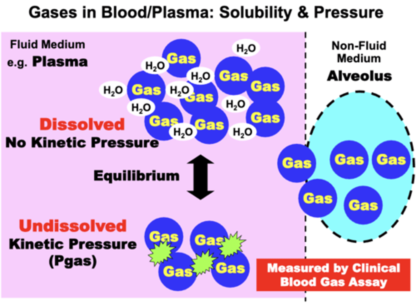 <p>solubilized (dissolved) in the fluid through interactions w/ H2O</p>