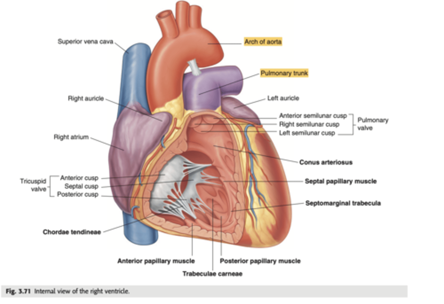 <p>. major blood vessel that plays a crucial role in the circulatory system by carrying deoxygenated blood from the heart to the lungs.</p><p>. Divides into left and right pulmonary arteries</p>