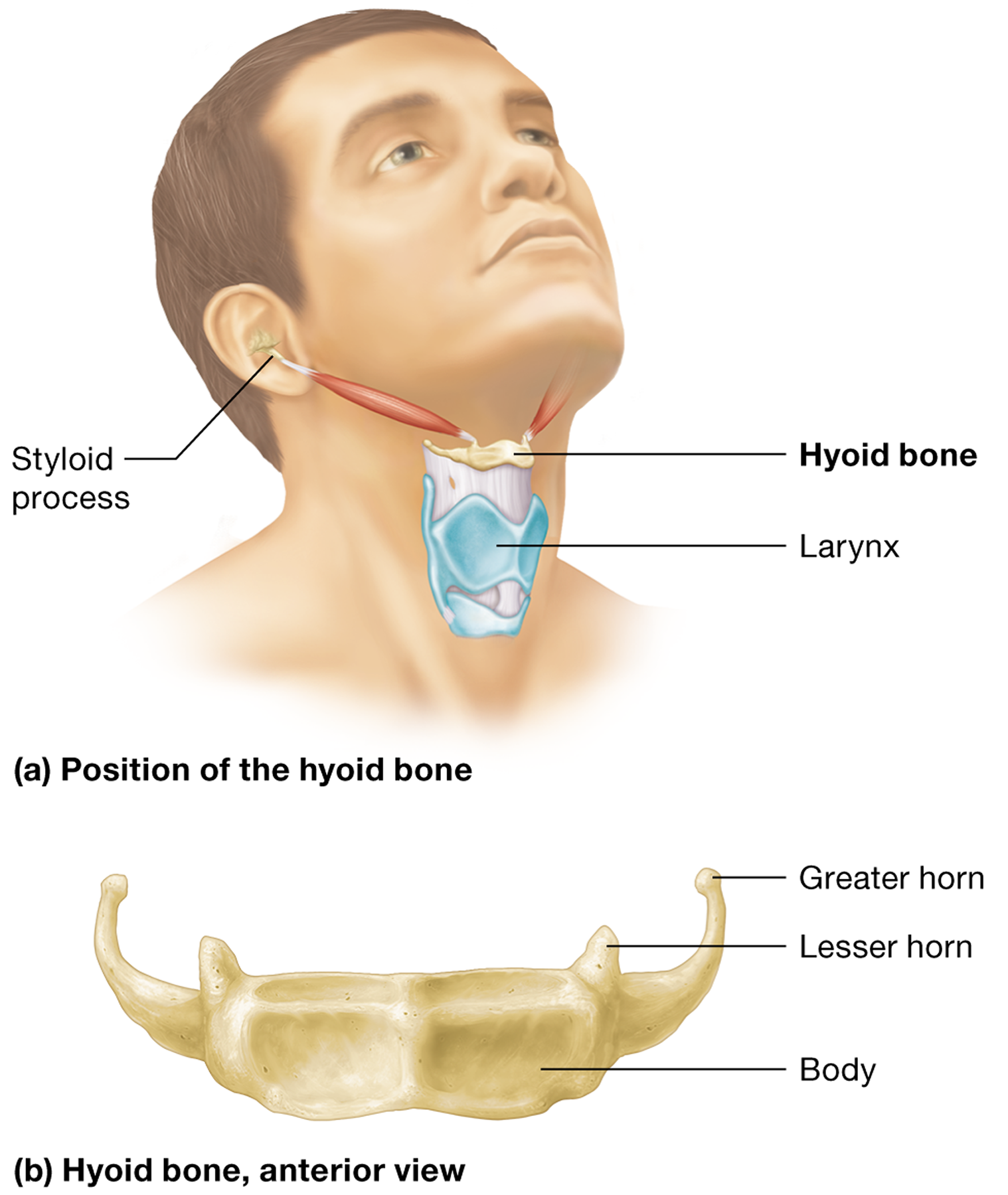 <p><span>The <strong>hyoid bone</strong>. It is suspended by muscles and ligaments</span></p>