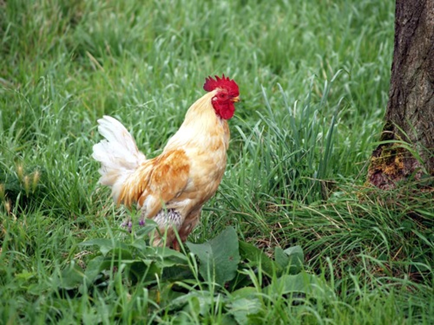 <p>Con gà</p><p>(noun)</p><p>/ˈʧɪkən/</p><p>My family's farm has over 200 chickens.</p>