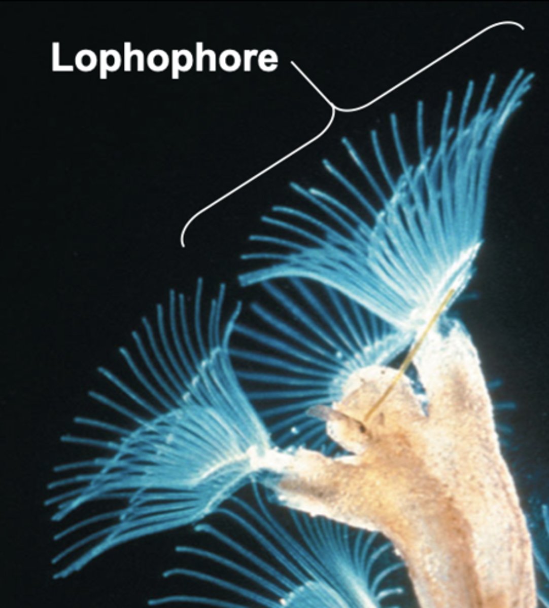 <p>Ciliated tentacles for feeding</p>