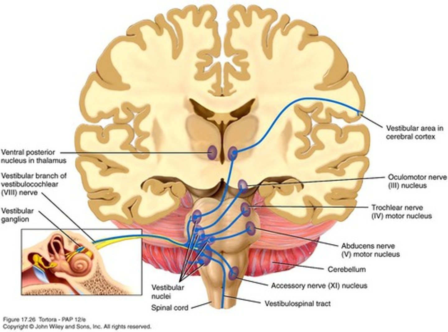 <p>CN8 to the vestibular nuclei; integration occurs and info sent out thru CN3, 4, 6, 11 and the vestibulospinal tract. Impulses to VPN for conscious awareness of balance</p>