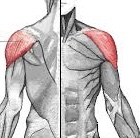 <p>What muscle is this</p>