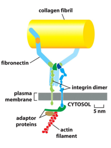 <p>connects to dimerized fibronectin -→ recognizes rgd</p>