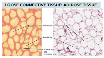 <p>TISSUE: LOOSE CONNECTIVE TISSUE: ADIPOSE TISSUE</p>