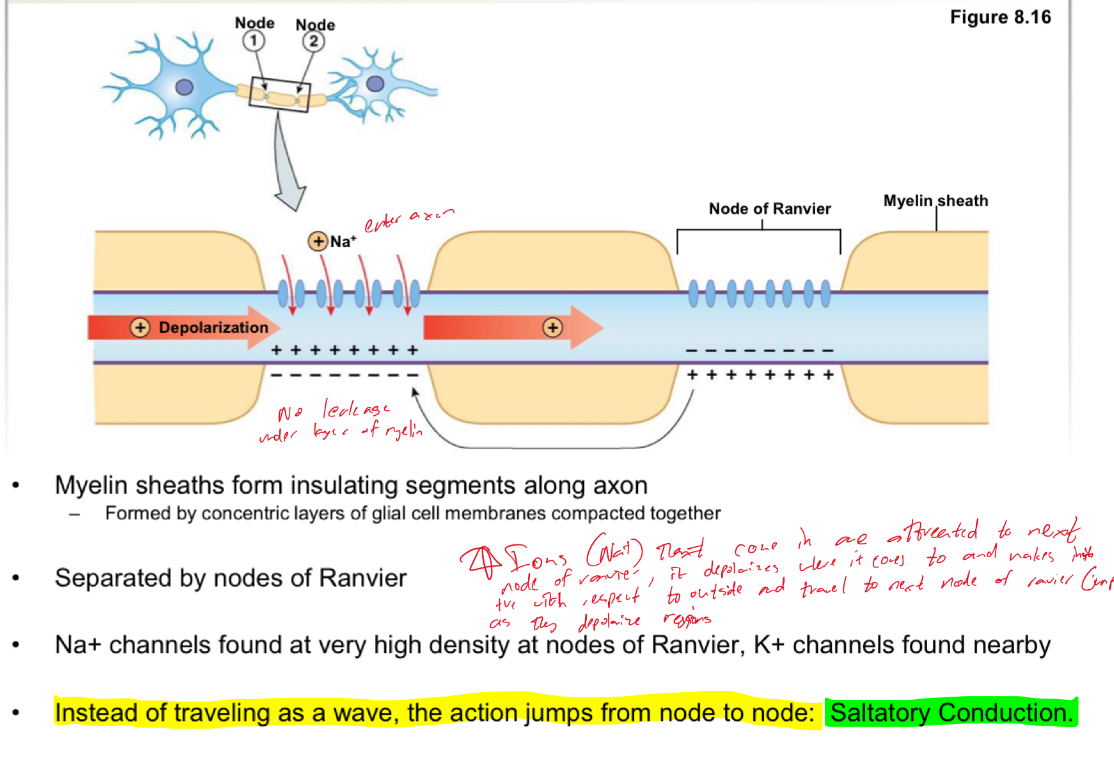 <ul><li><p>Ions (Na+) that come in are attracted to next node of ranvier, it depolarizes where it comes to and makes it positive with respoect to outside and travels to next node of ranvier (jumps to) as they depolarize regions</p></li></ul><p></p>