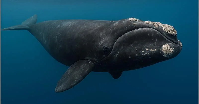 <ul><li><p>north atlantic right whale</p></li><li><p>family: Balaenidae</p></li></ul><p></p>