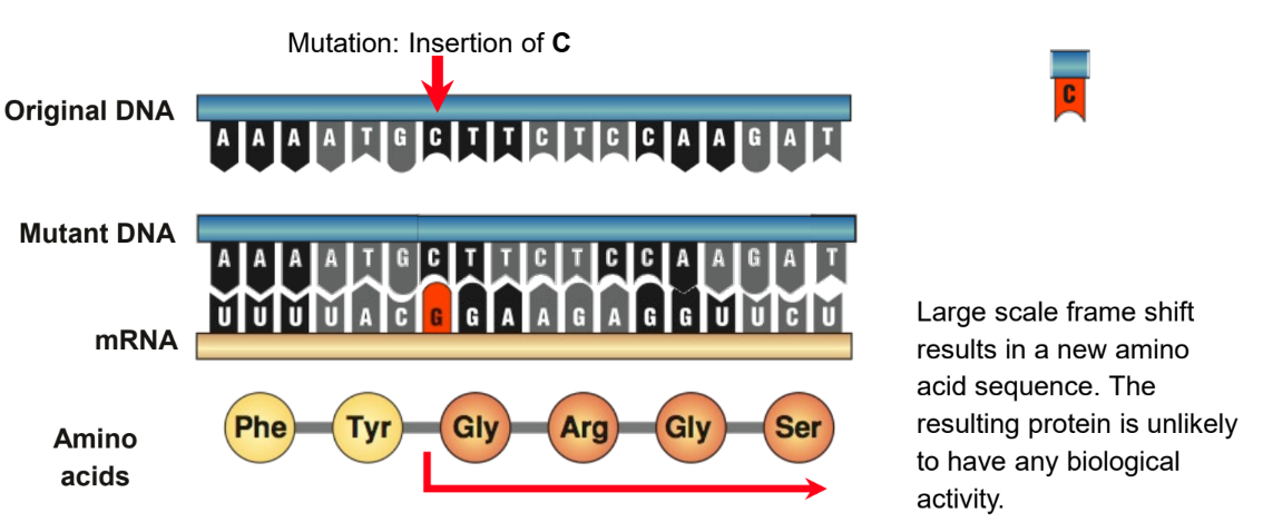 <ul><li><p>A single base is inserted or deleted, upsetting the reading sequence for all those after it.</p></li><li><p>A reading frame shift results in new amino acids in the polypeptide chain from the point of insertion onwards.</p></li><li><p>The resulting protein will be significantly different most likely non-functional.</p></li></ul>