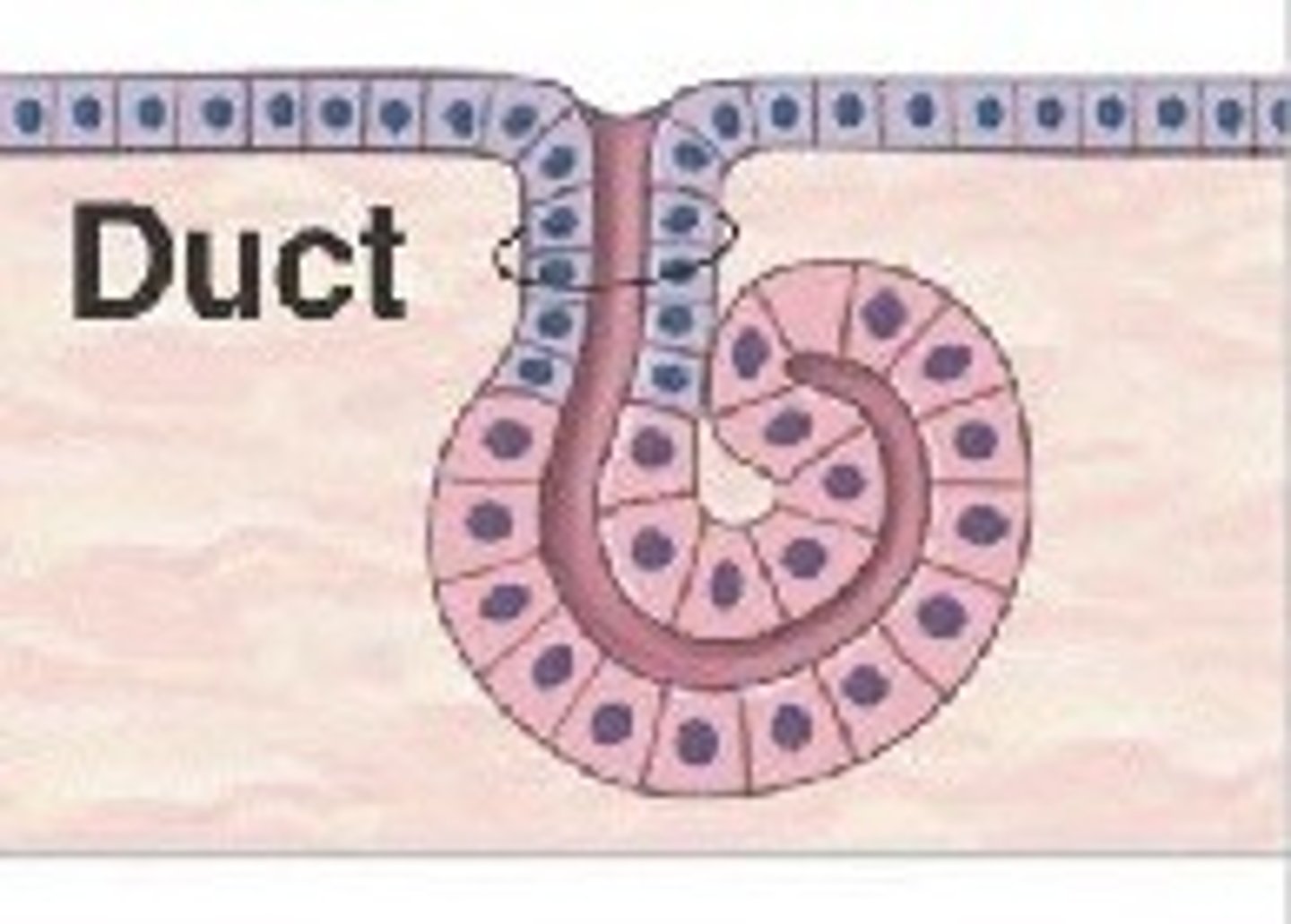 <p>Coiled tubular shape; Found in sweat glands.</p>