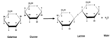 <p>Glucose +Galactose</p>