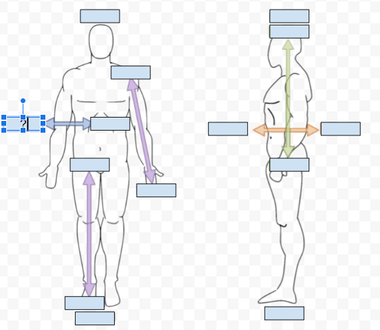 <p>What Directional term is covered by the Question Mark?</p>