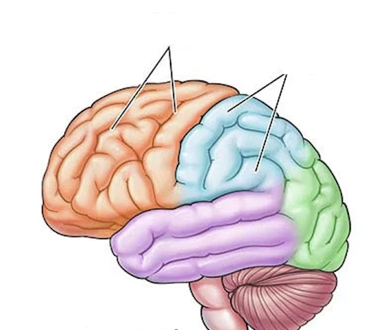 Where are gyri?