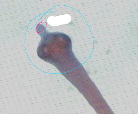 <p>what specie, part</p>