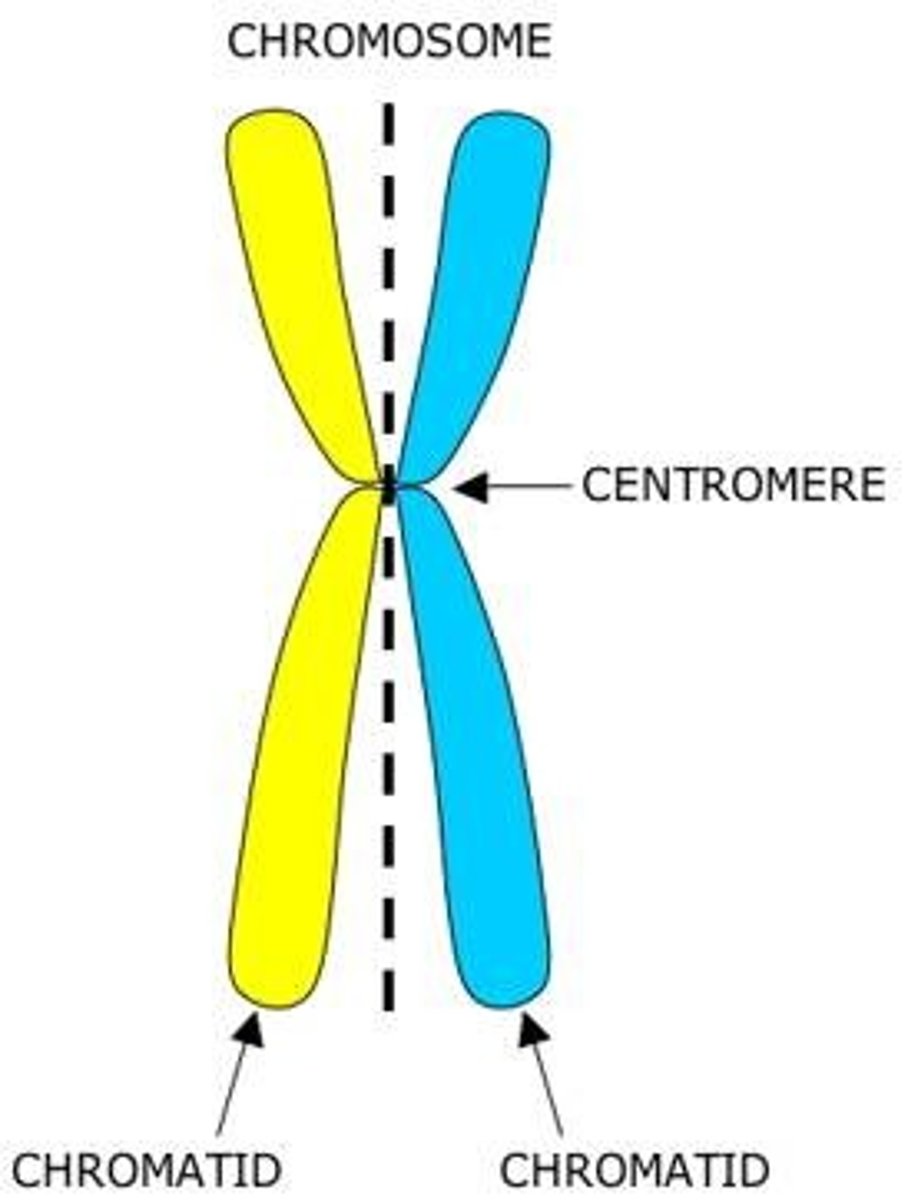 <p>identical copy of chromosomes formed by DNA replication (which takes place during interphase)</p>