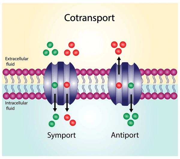 <p>Active transport driven by a concentration gradient. <span>Two substances move across a cell membrane together using a single protein carrier</span></p><ul><li><p>Protons (H+) act as a party invitation. </p></li><li><p>Very important in helping plant and animal cells be able to take up glucose and sucrose via active transport. </p></li></ul><p></p>