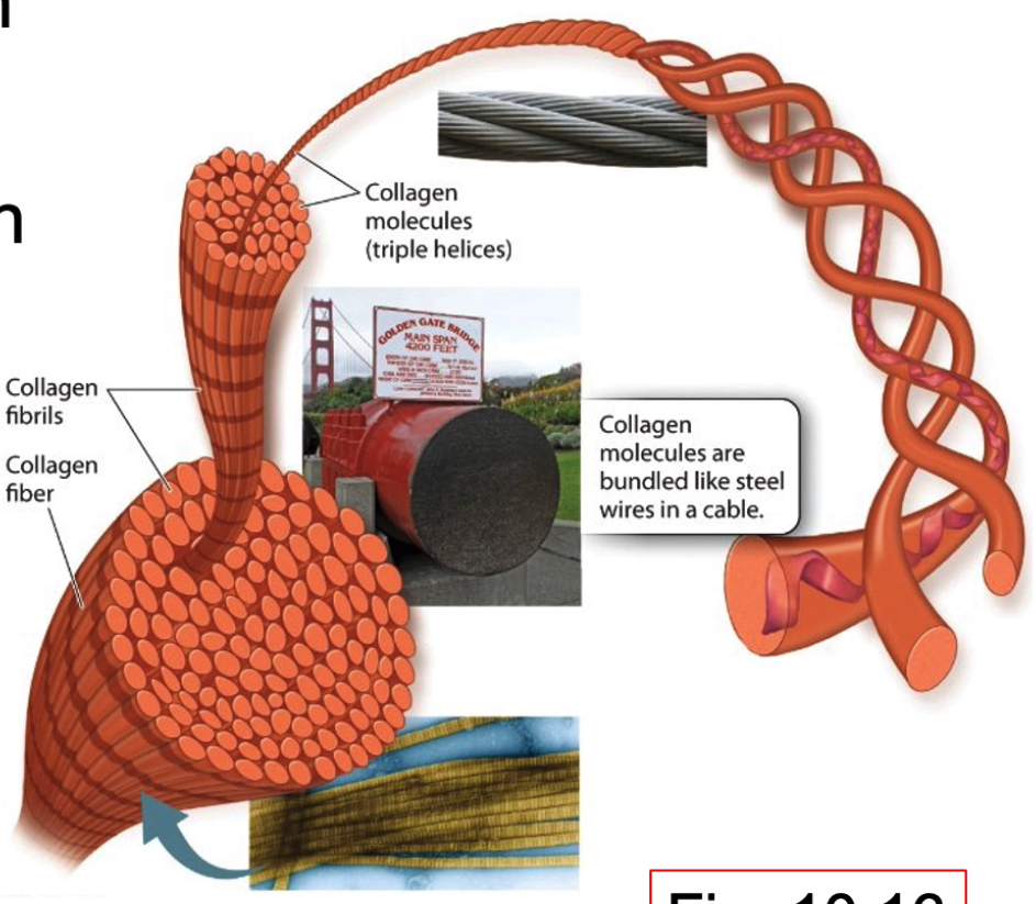<ul><li><p>most abundant protein in animal ECM</p><ul><li><p>most abundant animal protein</p></li></ul></li><li><p>type 1 collagen is <strong>most abundant</strong></p></li><li><p>found in dermis of human skin</p></li><li><p>composed of intertwined fibres that make it stronger </p></li><li><p><span style="color: rgb(158, 151, 100);"><strong>triple helix</strong></span></p></li><li><p>bundle of collagen → fibrils → fibres</p></li></ul><p></p>