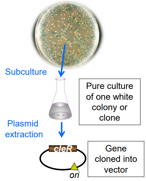 <p>What are the steps for screening for a <strong>gene of interes</strong>t/to <strong>isolate a plasmid?</strong></p>