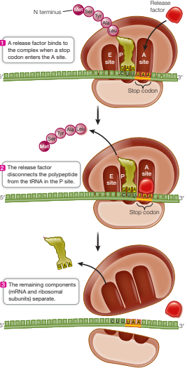 <ol><li><p>Elongation ends when a stop codon (UAA, UAG, or UGA) enters the A site</p></li><li><p>Stop codon binds with a protein release factor which allows hydrolysis of the bond between the polypeptide chain and the tRNA in the P site</p></li><li><p>New polypeptide separates from ribosomal subunits</p></li><li><p>Ribosomal subunits and mRNA separate</p></li></ol><p></p>