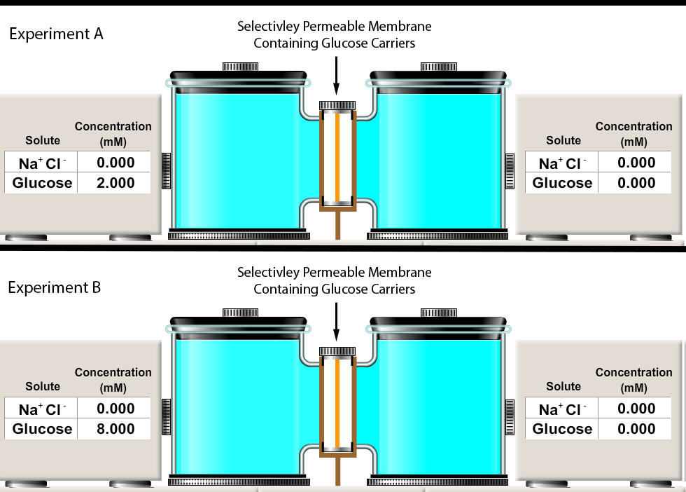 <p></p><p>Consider the facilitated diffusion experiment similar to the one you completed in Physio Ex Exercise 1 -- Activity 2.</p><p>Experiments A and B both contain solutions separated by a membrane containing glucose carriers. Once this experiment starts (i.e. once glucose is allowed to move across the membrane containing glucose carriers), which of the following will most likely occur?</p><p></p><p>A.  Glucose will diffuse more quickly in experiment A than in Experiment B</p><p>B. Glucose will diffuse more quickly in experiment B than in Experiment A</p><p>C. Glucose will diffuse at equal rates in in experiments A and B.</p><p>D. It is not possible for glucose to move between the two chambers in either experiment.</p>
