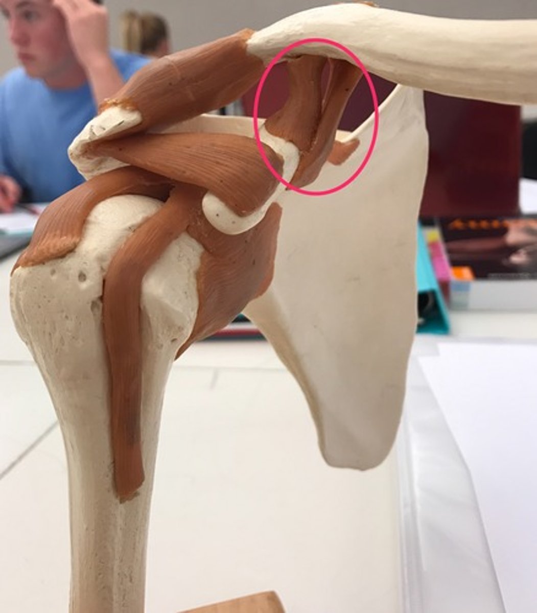 <p>Fx: connects the clavicle to the coracoid process</p>