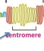 <p>interphase: type of chromatin; tightly packed and transcriptionally inactive/silent.</p><ul><li><p>e.g, centromeres and telomeres (both don’t contain genes)</p></li><li><p>associated with deacetylated histones</p></li><li><p>can be interconverted by enzymes, and nucleosomes can be pushed around relative to the DNA</p></li></ul><p></p>