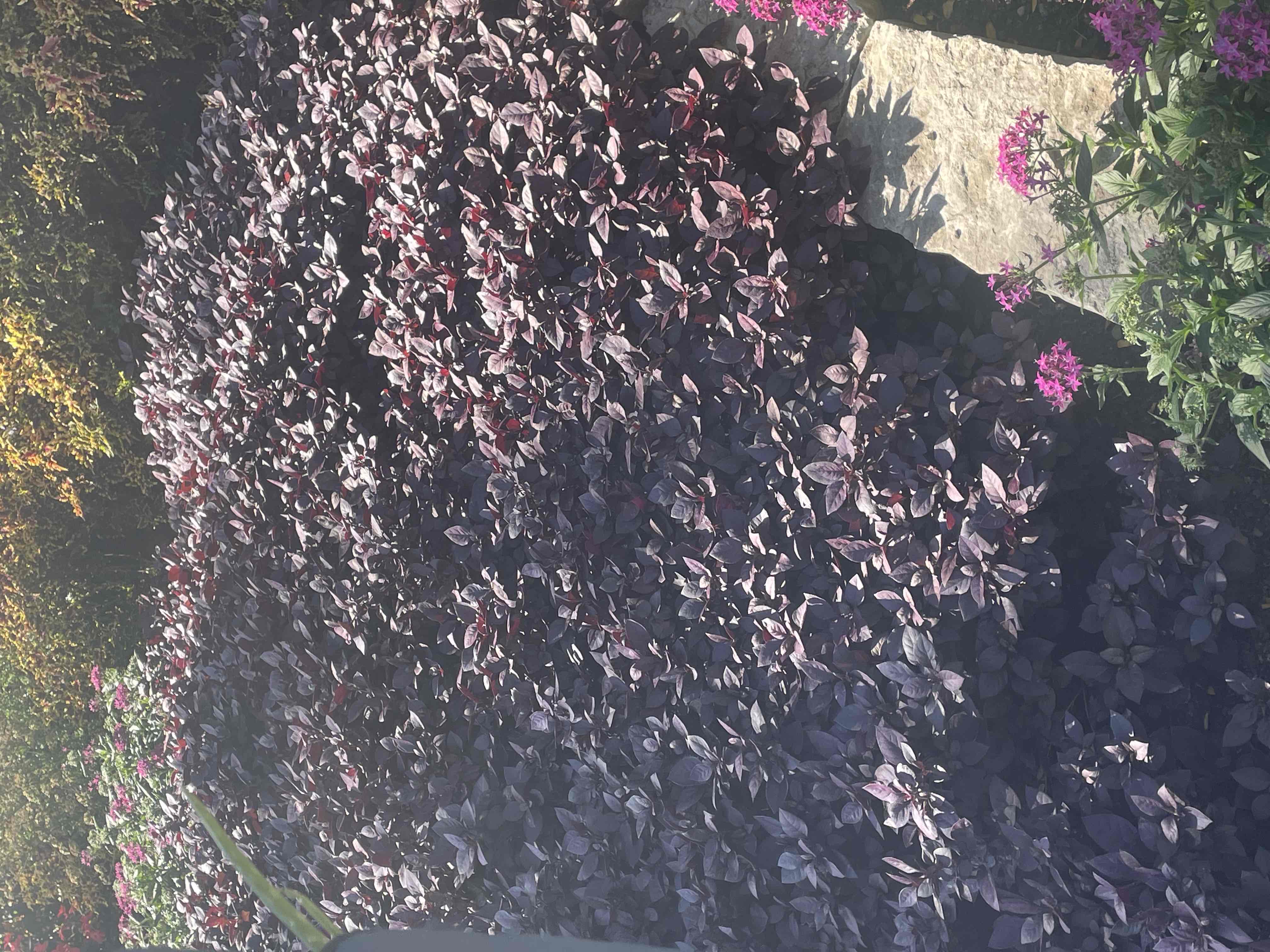 <p>Alternanthera brasiliana ‘Purple Knight’</p>