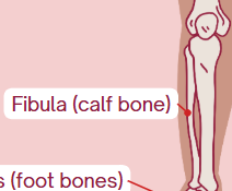 <p><span>Calf bone (smaller, lateral bone)</span></p>