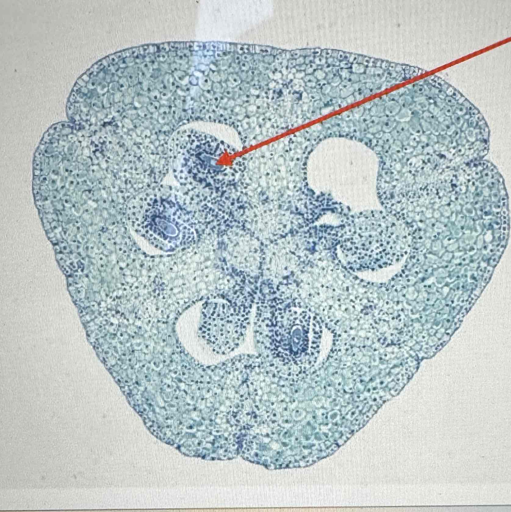 <p>what is the ploidy of the Angiosperm ovule?</p>