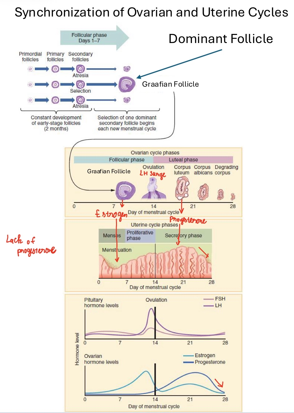 <p><span style="color: rgb(0, 0, 0);"><span>• FSH, LH</span></span><span style="color: rgb(0, 0, 0);"><br></span><span style="color: rgb(0, 0, 0);"><span>• Estrogen, Progesterone</span></span><span style="color: rgb(0, 0, 0);"><br></span><span style="color: rgb(0, 0, 0);"><span>• Ovarian Cycle</span></span><span style="color: rgb(0, 0, 0);"><br></span><span style="color: rgb(0, 0, 0);"><span>• Uterine Cycle</span></span><span style="color: rgb(0, 0, 0);"><br></span><span style="color: rgb(0, 0, 0);"><span>• Notice:</span></span><span style="color: rgb(0, 0, 0);"><br>   </span><span style="color: rgb(0, 0, 0);"><span>• Estrogen peak → LH surge</span></span><span style="color: rgb(0, 0, 0);"><br>   </span><span style="color: rgb(0, 0, 0);"><span>• Progesterone peak → secretory phase</span></span><span style="color: rgb(0, 0, 0);"><br>   </span><span style="color: rgb(0, 0, 0);"><span>• Hormone drop → menstruation</span></span></p>