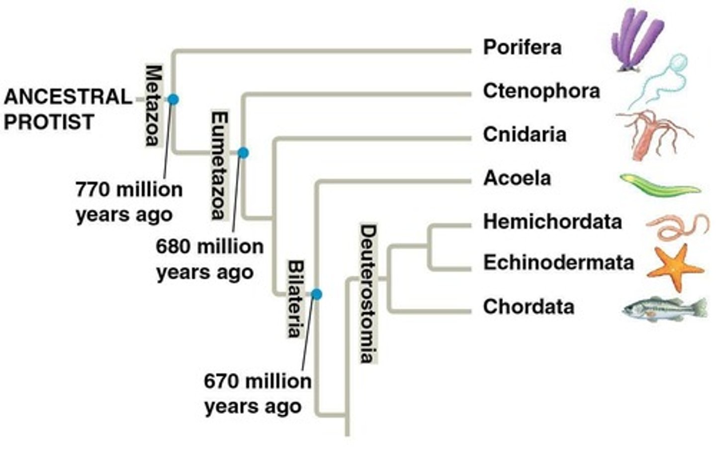<p>Echinoderms, Hemichordates, and Chordates.</p>