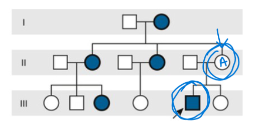 <p>Occurs when individuals with a disease-causing gene variant do not exhibit the associated traits or symptoms.</p><ul><li><p>in this image, “A” has the genotype for the condition, but does not display the expected phenotype</p></li></ul>